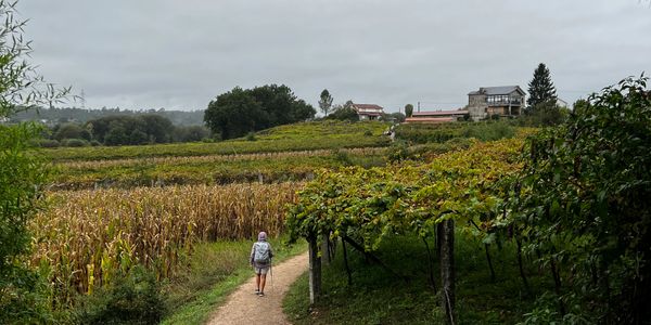 Camino de Santiago. Portuguese Way, vineyards