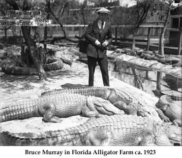Sports photographer Bruce Murray in Florida alligator farm 1923