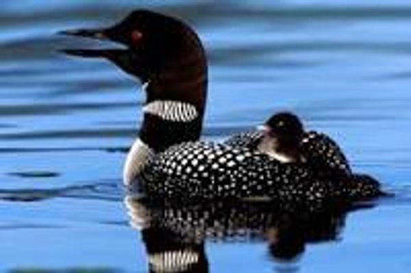 Common Loon with baby chick on it's back