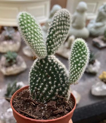 Succulents 2020