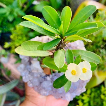 Euphorbia on Ameythyst April 2020