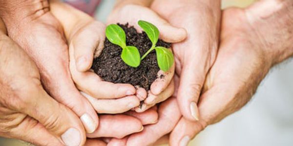 Mani di nonno, mani di padre e mani di figlio che contengono due piantine con terriccio