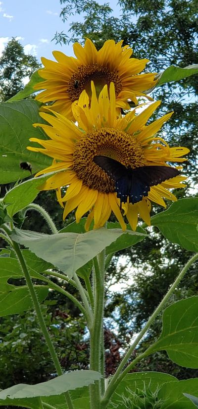 A black butterfly rests on a vibrant yellow sunflower with bees nearby.