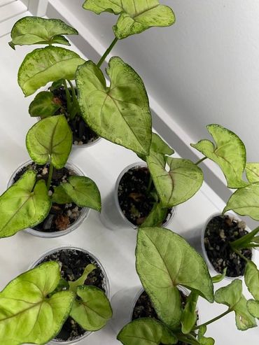 Syngonium Cream Allusion for sale