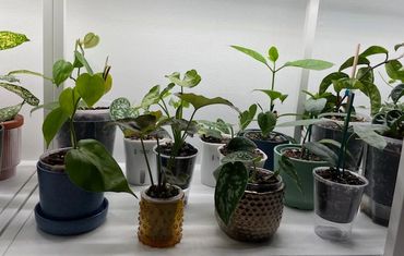 Houseplants for sale