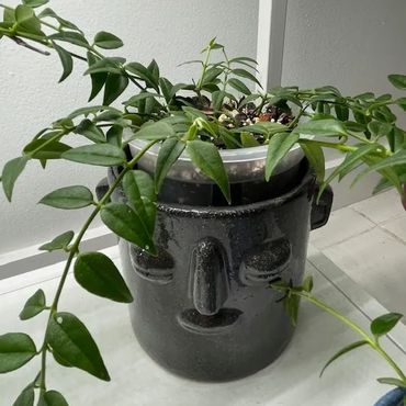 Hoya Bella
