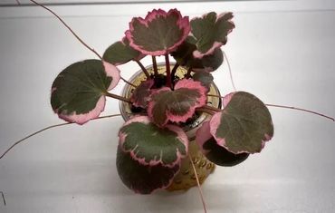Variegated Strawberry Begonia