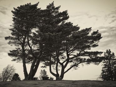 Douglas firs atop a hill at Skyline Memorial Gardens, Portland Oregon