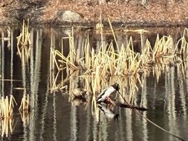 A serene pond with dry reeds and leafless trees reflected in the water.