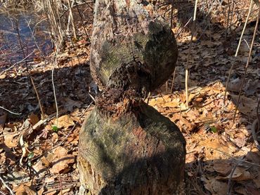 A uniquely shaped tree stump in a forest with dry leaves and sunlight.