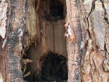 Close-up of a hollow tree trunk with rough bark texture.