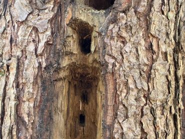 Close-up of a tree trunk with a hollowed-out section and textured bark.