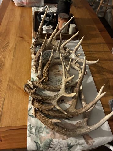 A collection of deer antlers on a table.