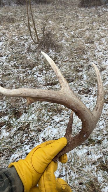 Landscrape personnel holding a deer antler shed outdoors.