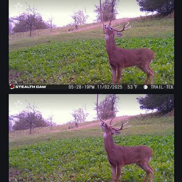 Deer captured by trail camera on November 2, 2025.