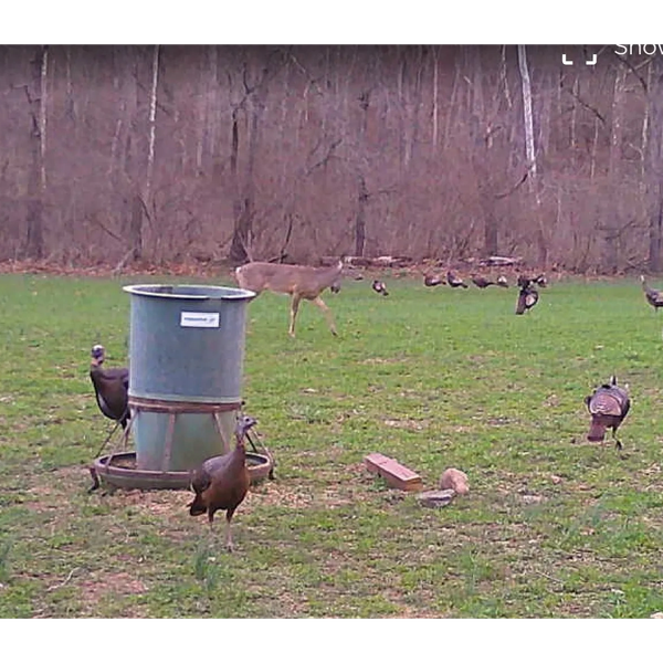 Deer and turkeys near a feeder in a grassy field.