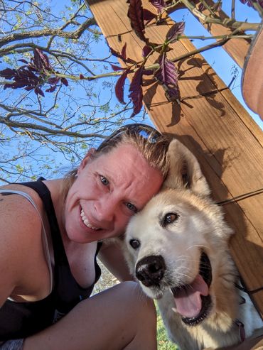 Anubis - Husky Canine