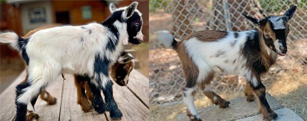 nigerian dwarf goat naples florida