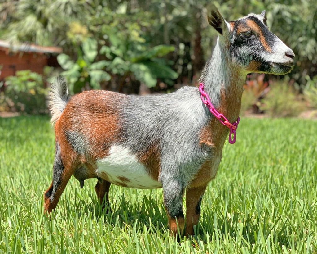 KIDCO DR SCOOBY SNACK resides here at P&J's Looney Bin Farm Nigerian Dwarf Goats in Naples, FL