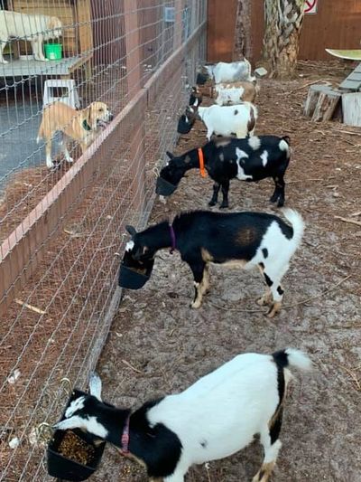 Our goats are so funny. They actually have a self designated feeding tray that they go to every morn