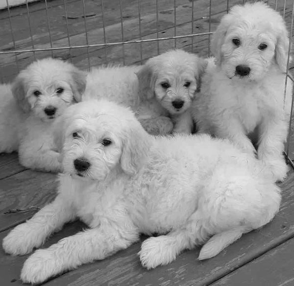 Doodle Puppy Show