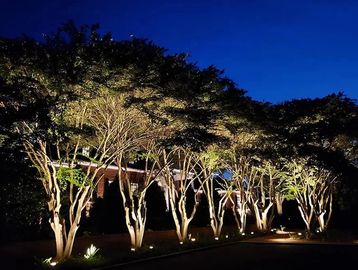 Trees illuminated by ground lights at night.