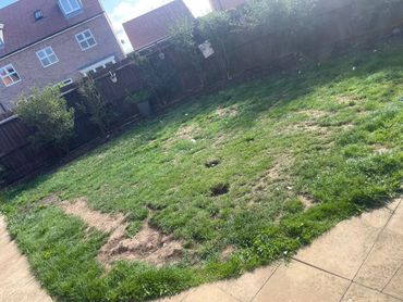 A patchy backyard lawn with uneven grass and some bare spots.