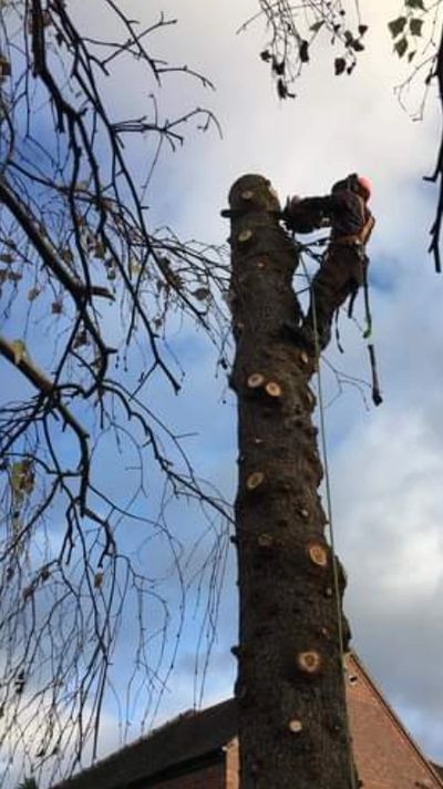tree removal york