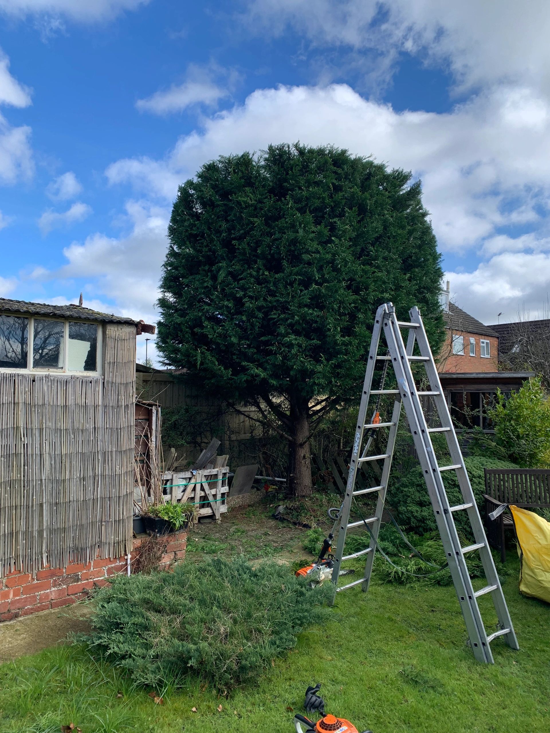 Hedge cutting a laylandii in Haxby