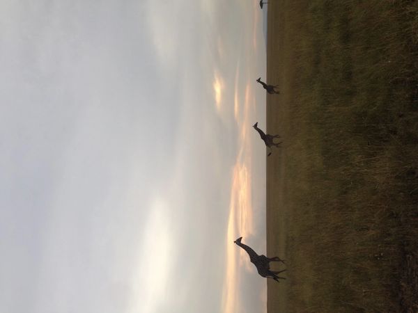 Three giraffes walking across a grassy plain at sunset.