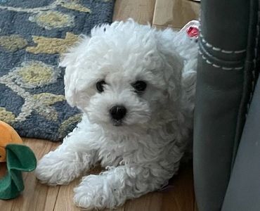 Bolognese dog hiding by a sofa