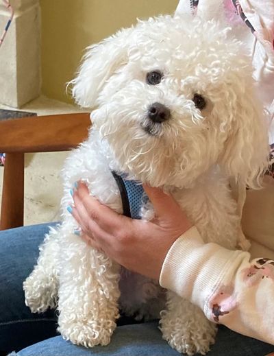 White curly Bolognese dog on a woman’s lap
