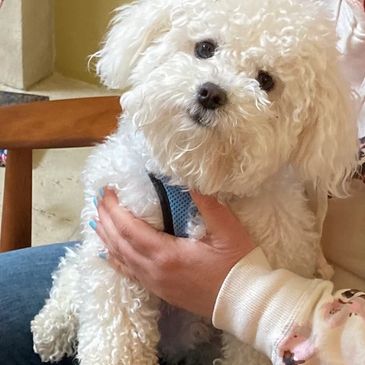 Woman holding cute, curly Bolognese dog