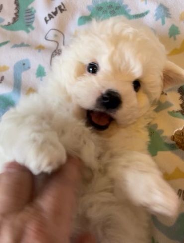 Bolognese puppy playing