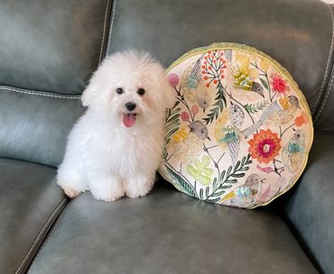 Bolognese dog in California