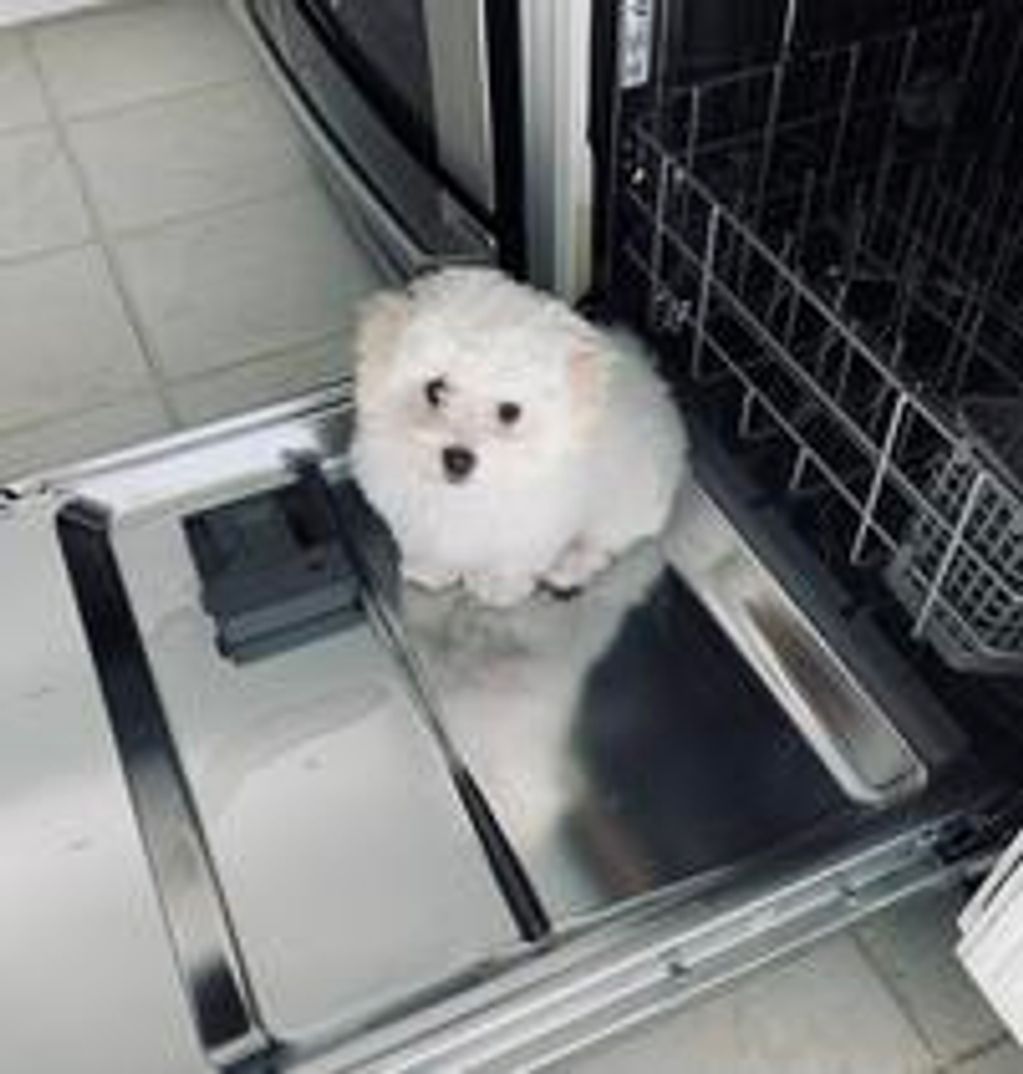 Bolognese puppy siting a dishwasher