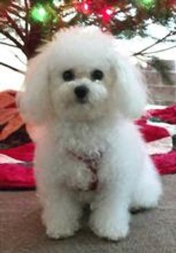 Fluffy white Bolognese dog