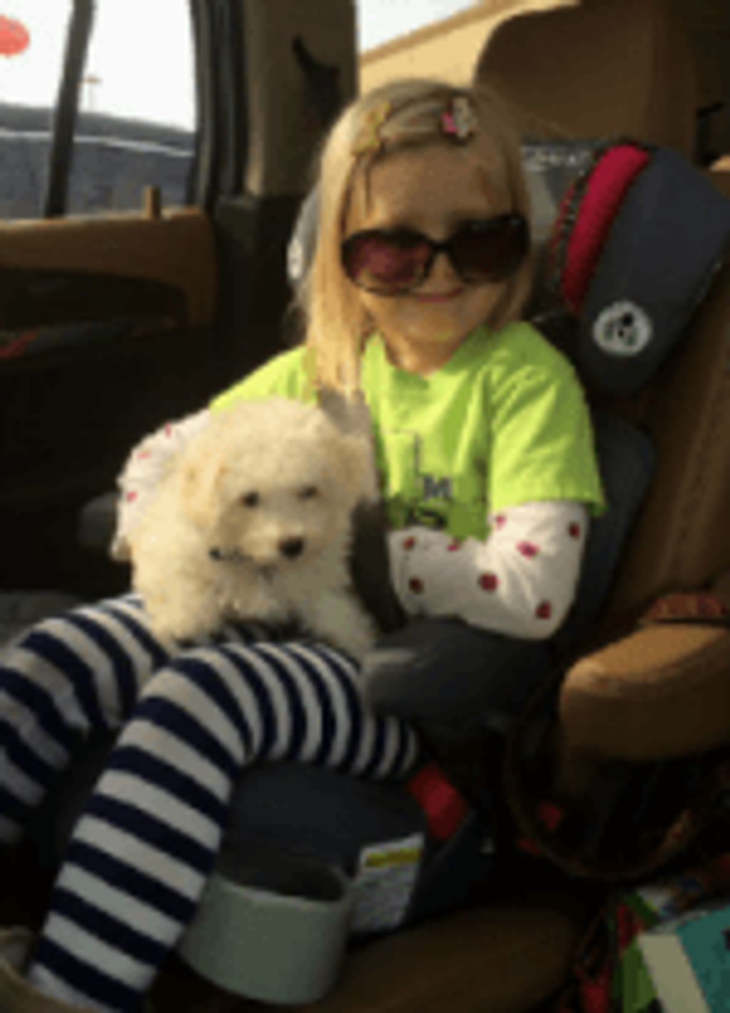 Child in a car holding a Bolognese puppy.