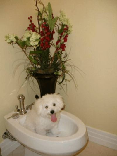 Bolognese dog in a bidet
