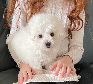 Child holding a Bolognese puppy
