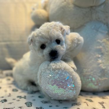 Bolognese puppy with Teddy Bear