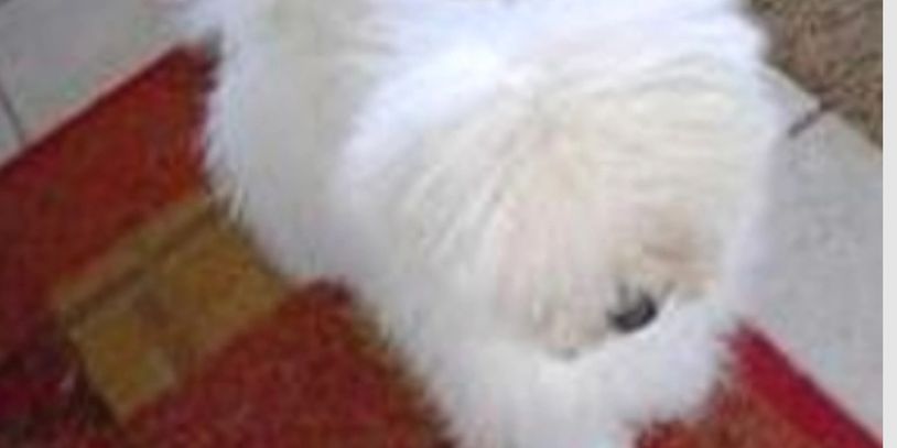 Bolognese dog with a long hair