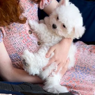 Little girl holding a Bolognese puppy