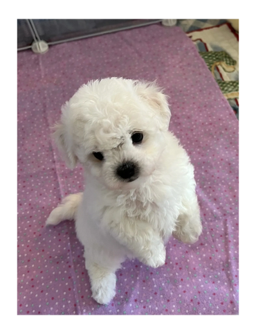 Bolognese puppy dancing