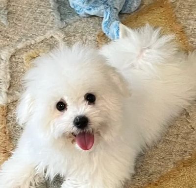Adorable Bolognese puppy laying on a rug