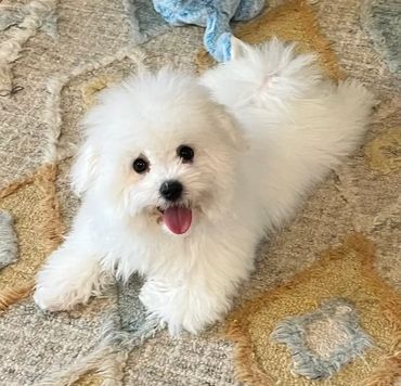 Bolognese puppy playing