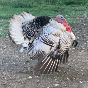 Majestic male turkey