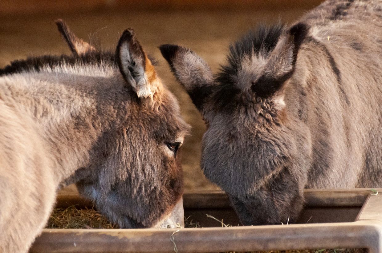 two donkeys enjoying a bite of hay at Black Dawg Farm and Sanctuary