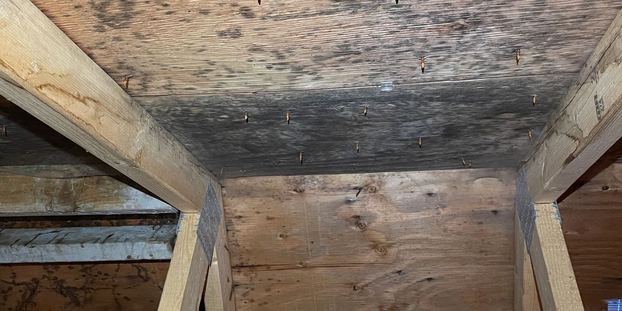 Professional, affordable Langford mold remediation service provided by Speedy Mould Removal Langford