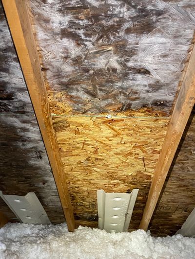 A section of an attic suffering from white mould growth after cleaning